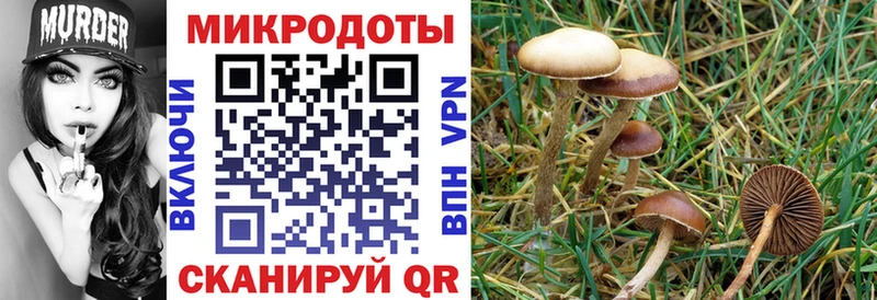 наркота  mega зеркало  Псилоцибиновые грибы мицелий  Кузнецк 